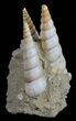 Fossil Gastropod (Haustator) Cluster - Damery, France #56391-2